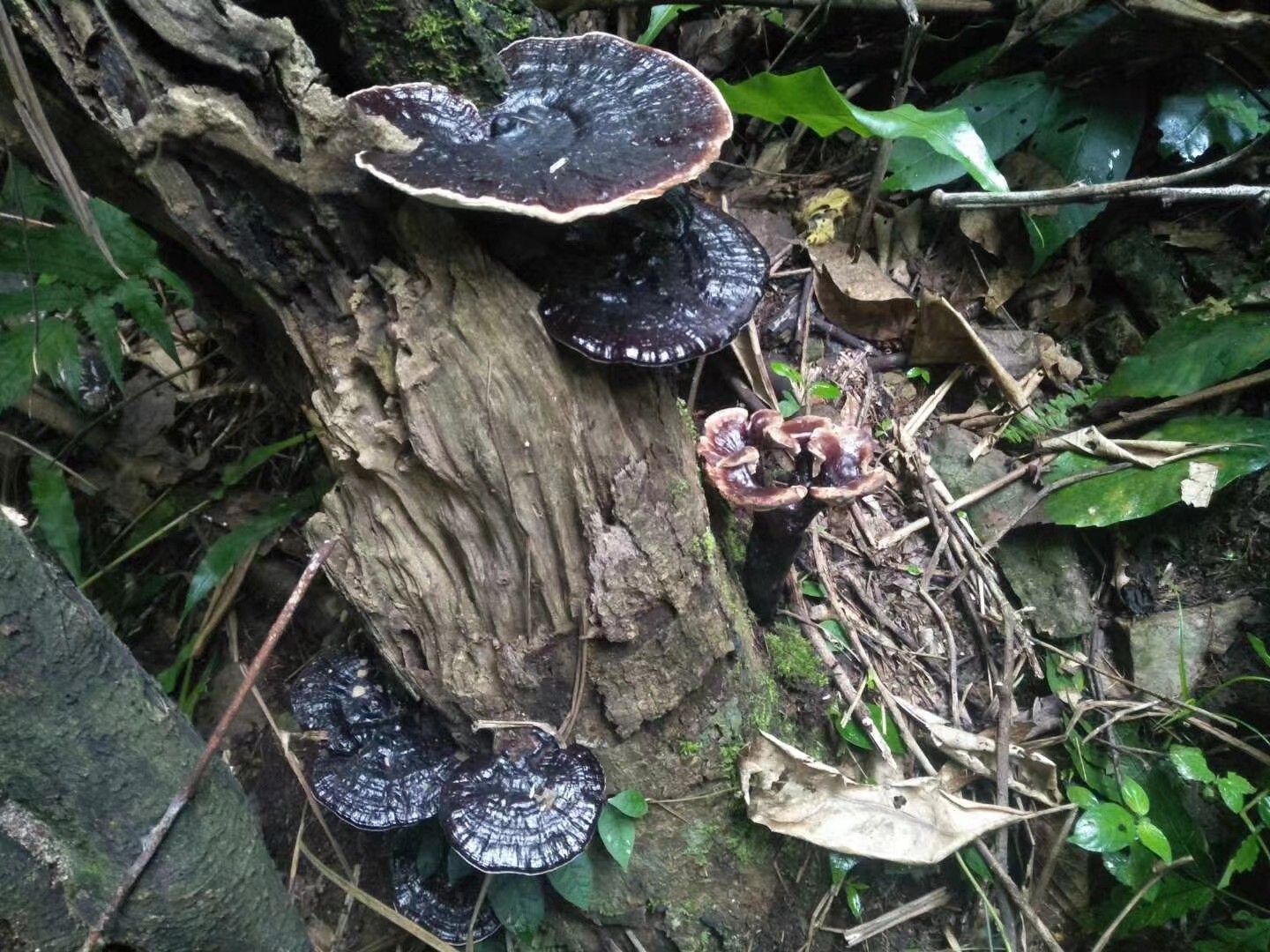黑灵芝  大山枫树灵芝  紫灵芝