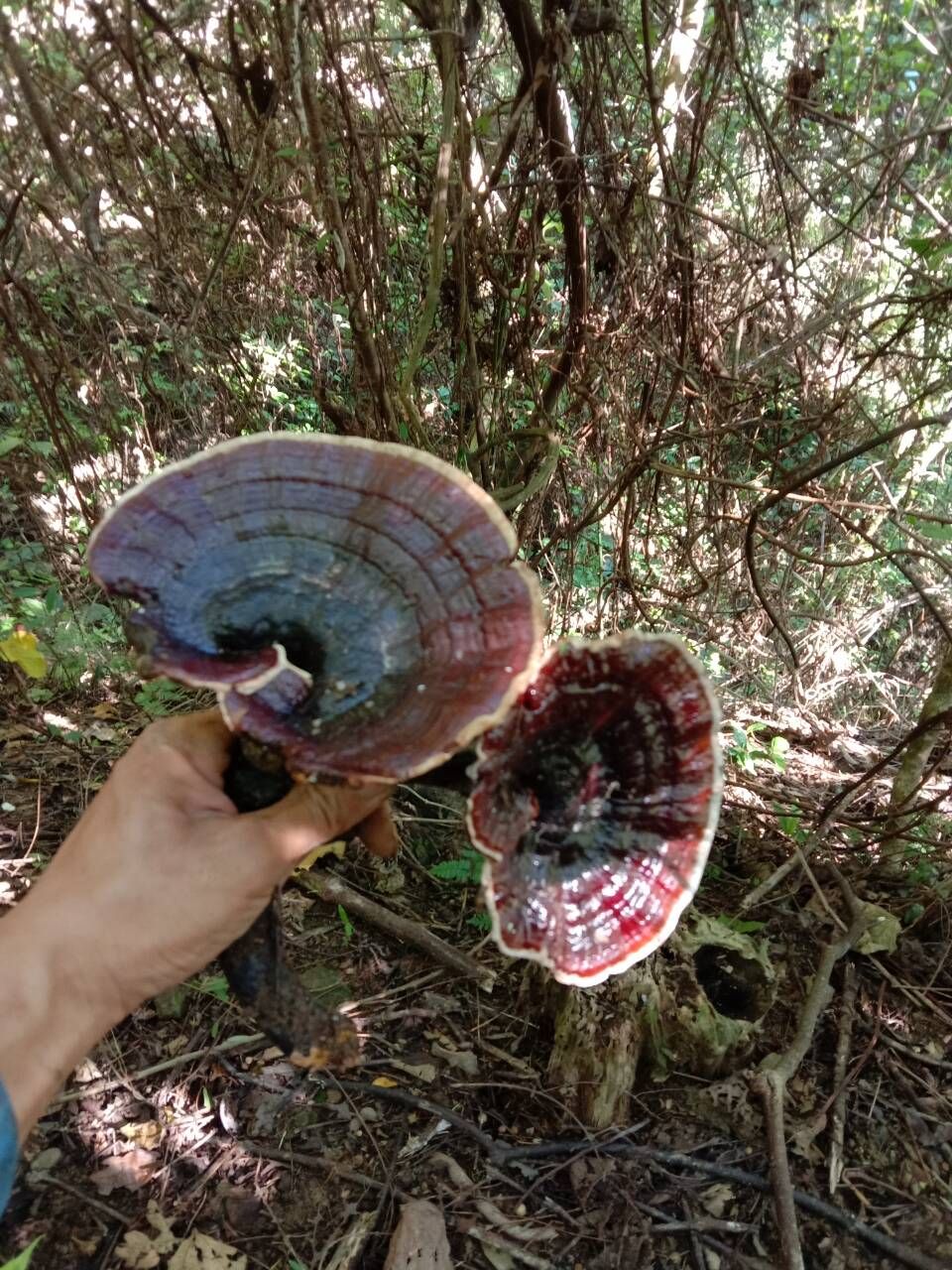 黑灵芝  大山枫树灵芝  紫灵芝