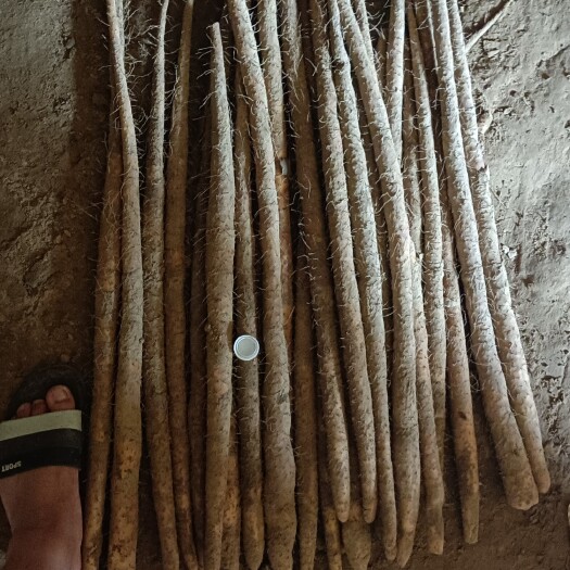 蠡县河北蠡县紫药铁棍山药直销