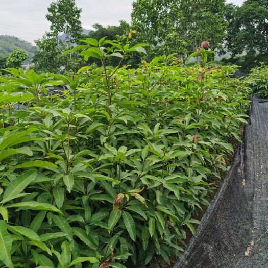 普宁市芒果苗 