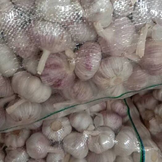 邳州市红皮蒜 邳州大蒜，价格随行销售