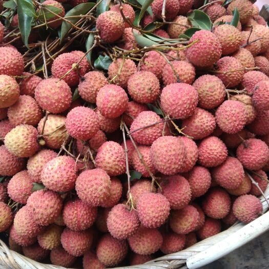 电商 商超 桂味荔枝 小核 荔枝 新鲜荔枝 欢迎老板前来合作