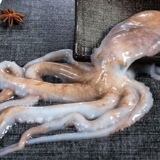 锦州章鱼  鲜八爪鱼