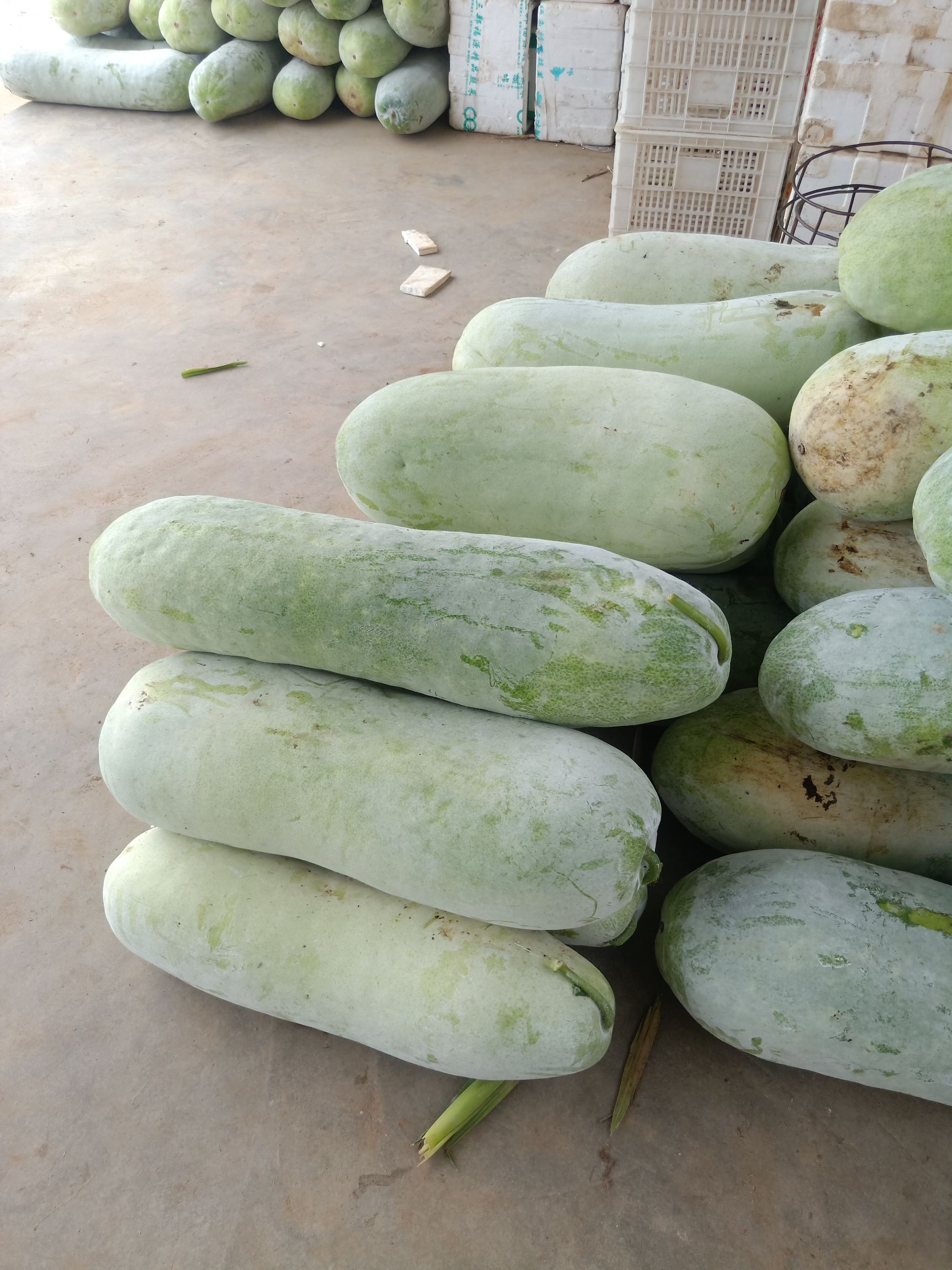 霞浦本地白皮冬瓜大量上市,地头直供,条形 好,个头大
