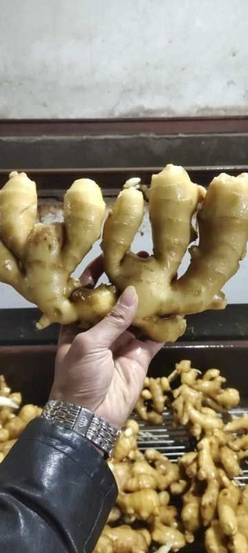 生姜  江苏生姜产地批发 日上货20万斤 货源充足保质保量