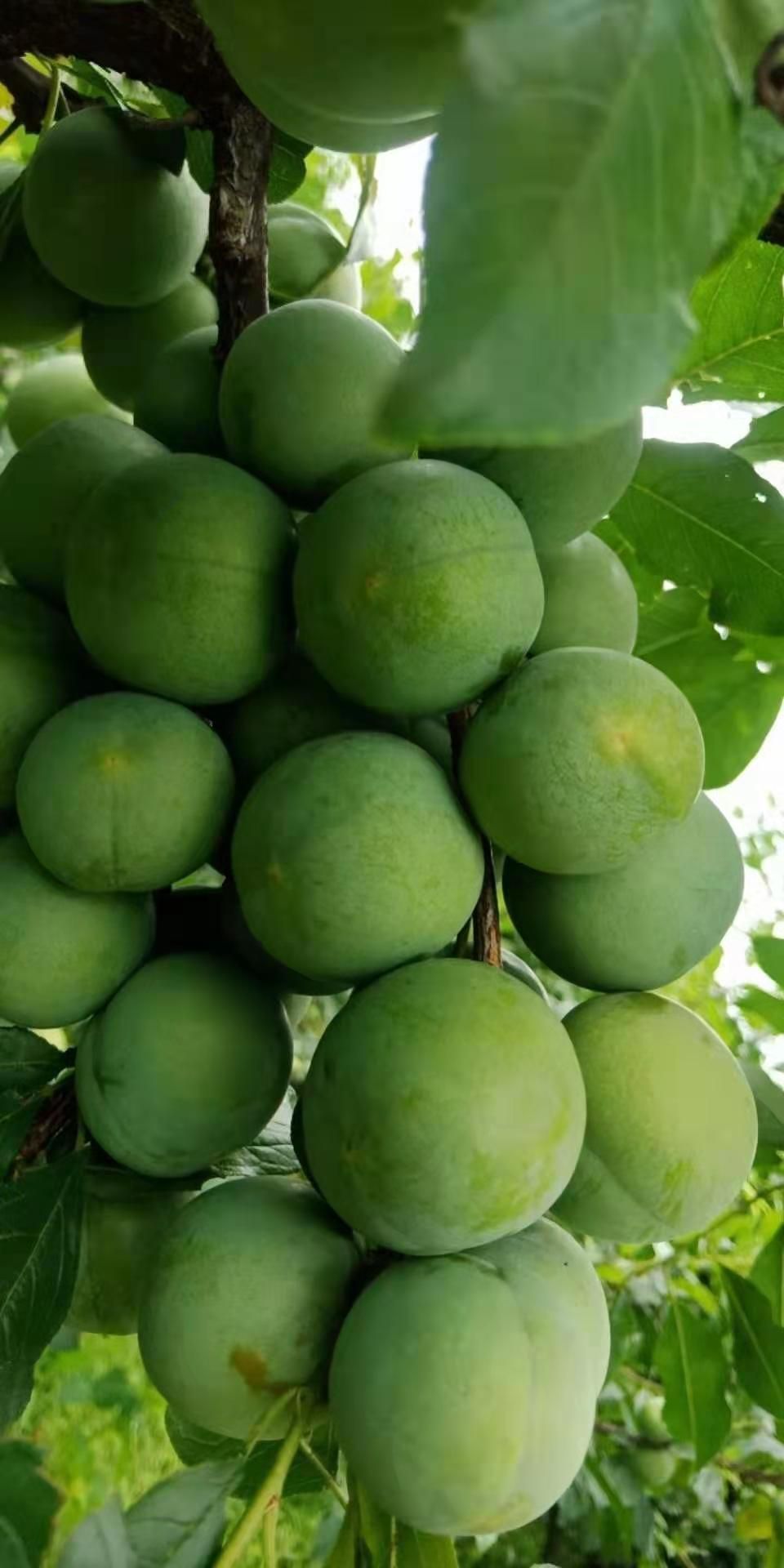 芙蓉李,青李,酸.特价量大,下单现摘