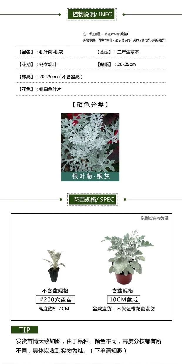 雪叶菊白叶菊银叶菊苗盆栽易种植物庭院阳台花园绿化美化观叶花草