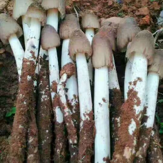 大姚县美味鲜货鸡枞菌。带冰保鲜【顺丰空运】现货纯枞菌。