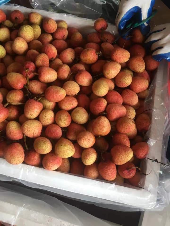  广西荔枝，当季新鲜水果，电商供应，批发零售。