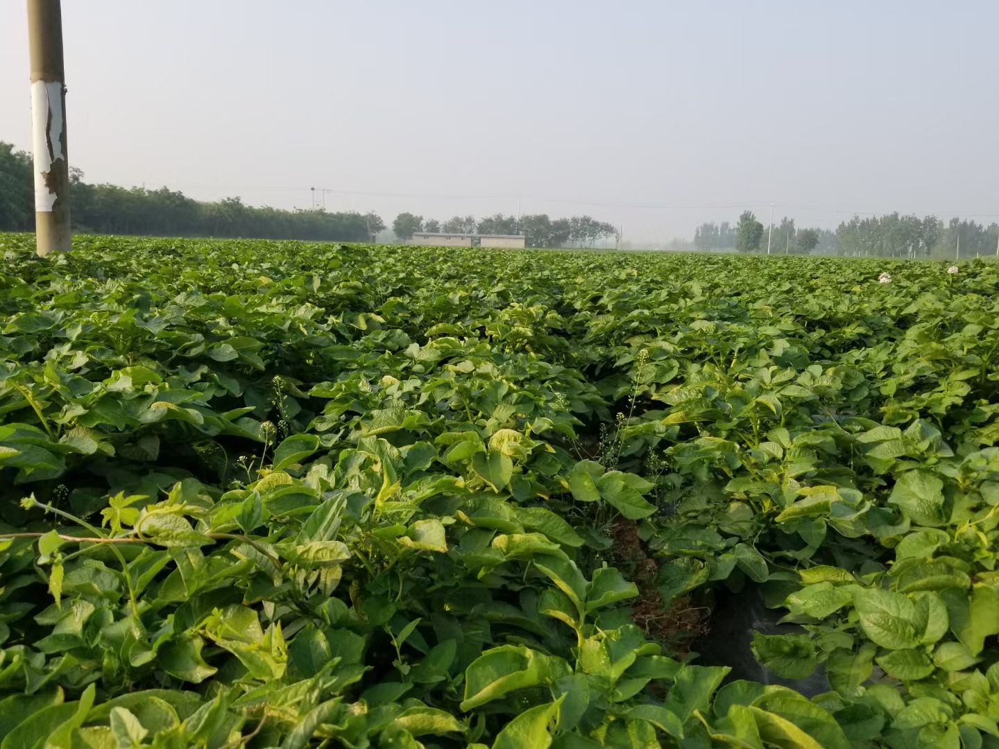 中薯5号土豆 滕州土豆60亩