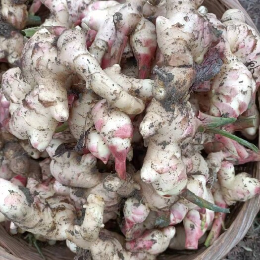 信宜市生姜 大肉姜出土啦，欢迎订购