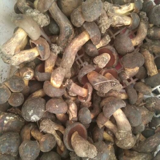 丘北县美味牛肝菌 看上的