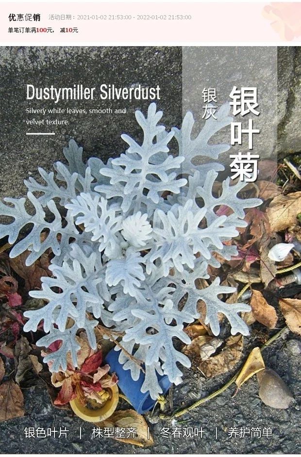 雪叶菊白叶菊银叶菊苗盆栽易种植物庭院阳台花园绿化美化观叶花草