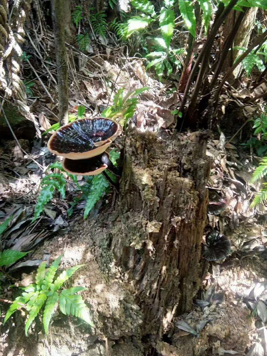 黑灵芝  大山枫树灵芝  紫灵芝