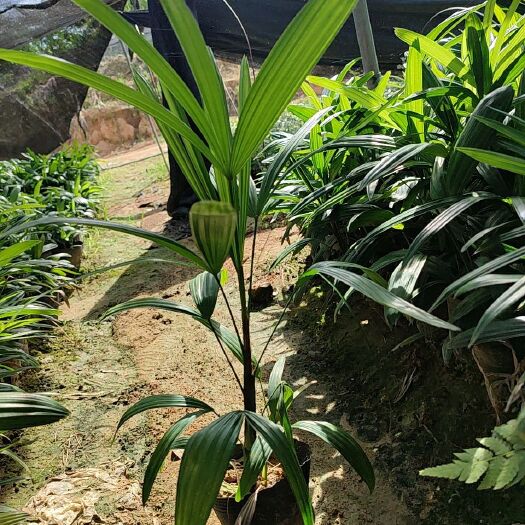 漳浦县澳洲杉盆景 粽竹16杯双棵-单棵
