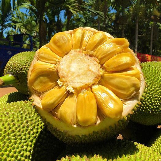 海南三亚菠萝蜜新鲜水果热带应当季波罗蜜一整个大树木菠萝批发