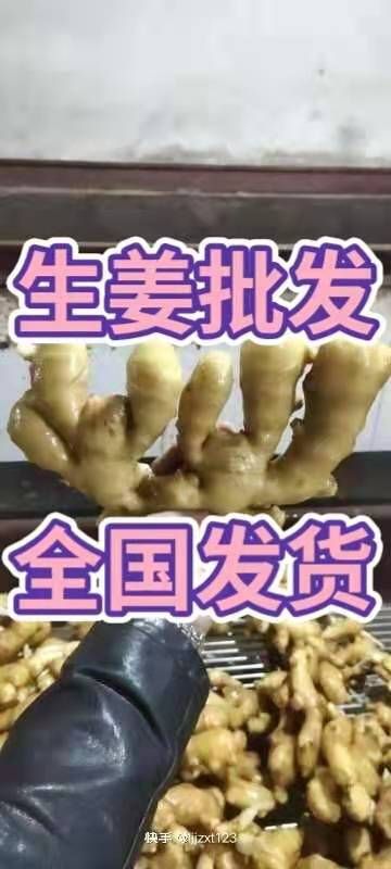 生姜  河南优质生姜批发  日上货20万斤货源充足保质保量