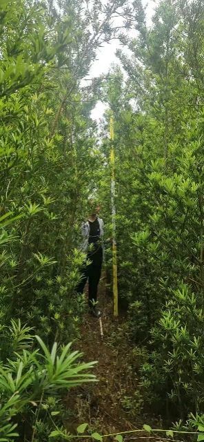 桂林罗汉松