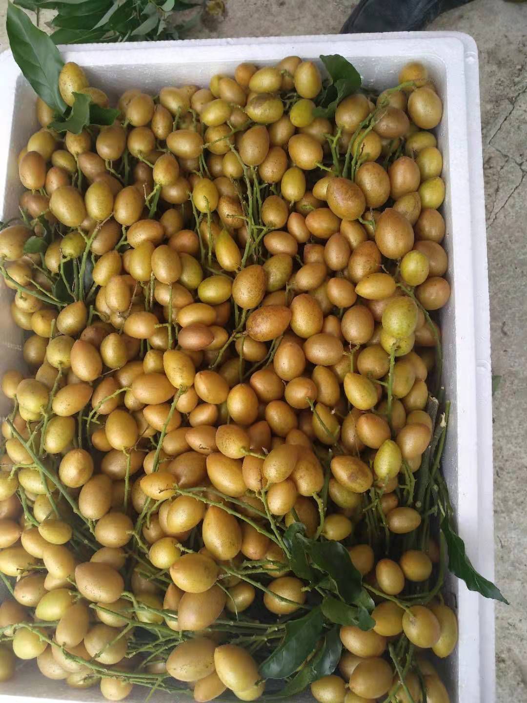 黄皮果 鸡心黄皮大量上市，产地直销，货源充足，，