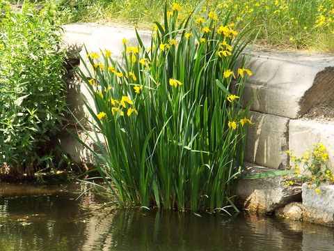  黄菖蒲苗黄花鸢尾水生净水植物湿地池塘陆地都可种植