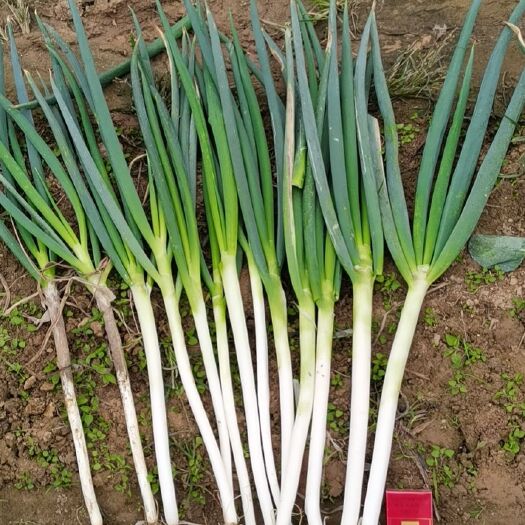 遂平县5指钢葱大量上市