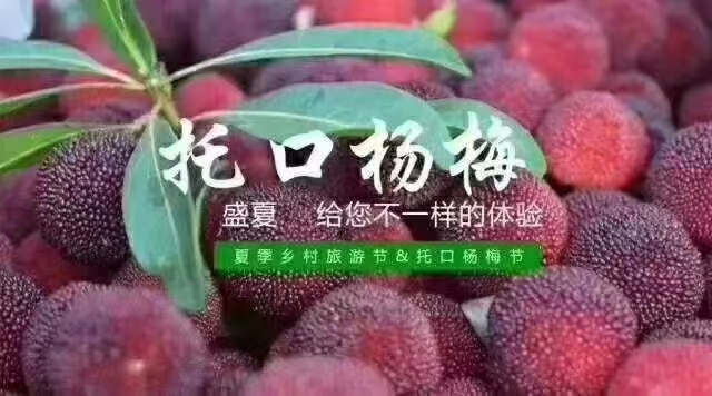 洪江市 东魁杨梅