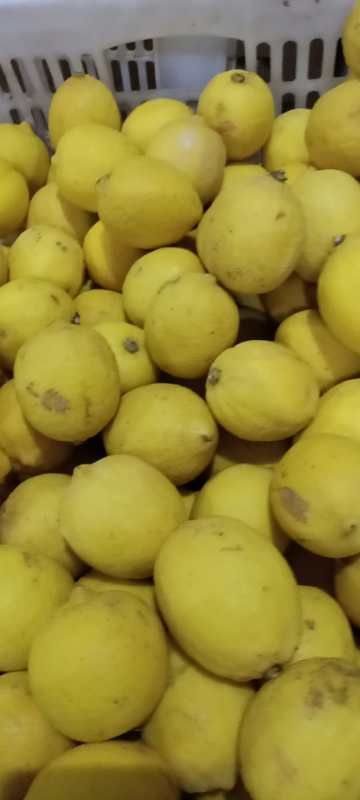 农家种植自产自销，安岳柠檬丑果，品质保证，皮薄汁多。
