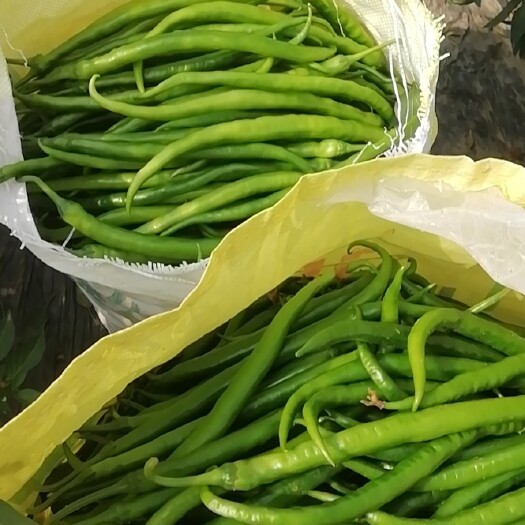 内黄县白条豆角 长豆角