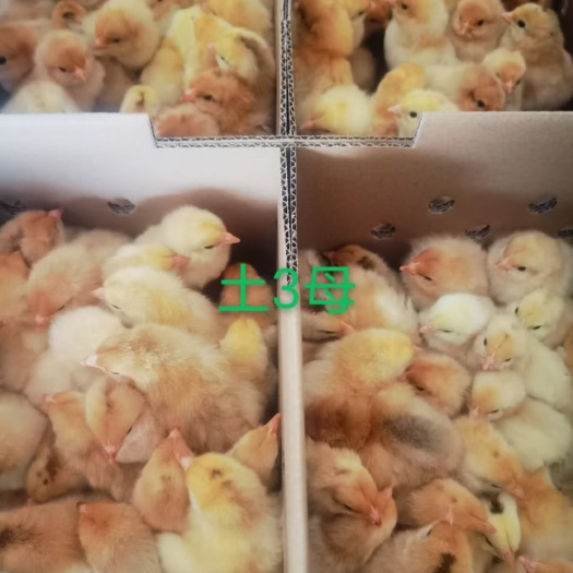 广州三黄鸡苗  广州鸡苗孵化厂   农科院土三母苗
