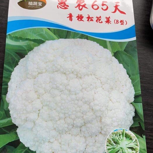 青州市青梗松花菜苗  耐热花菜苗，65-天75天