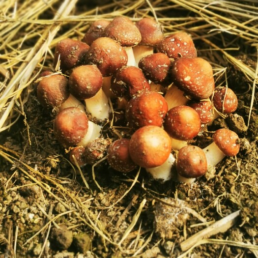 四平 东北赤松茸基地出菇