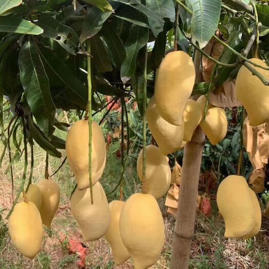 元江县鹰嘴芒果大量上市   需要的联系