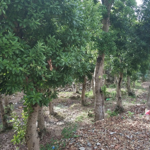 岳阳县杨梅树，冠幅精美，各种地经规格，农村直销。