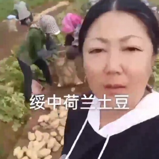 绥中县早大白土豆 绥中土豆