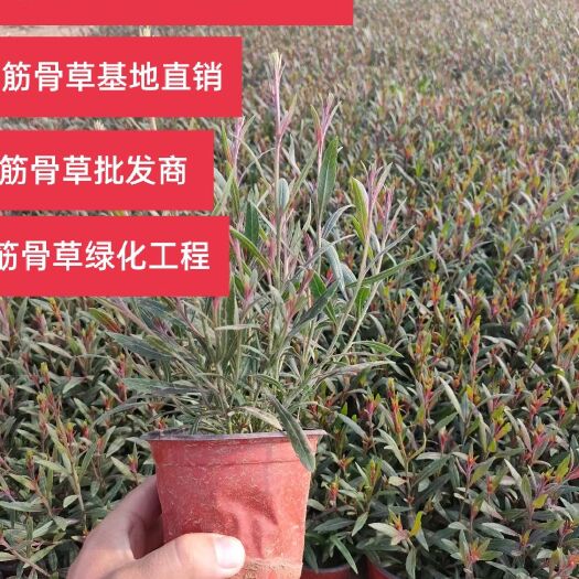 青州市草花  山桃草 山桃草盆栽 千鸟花批发