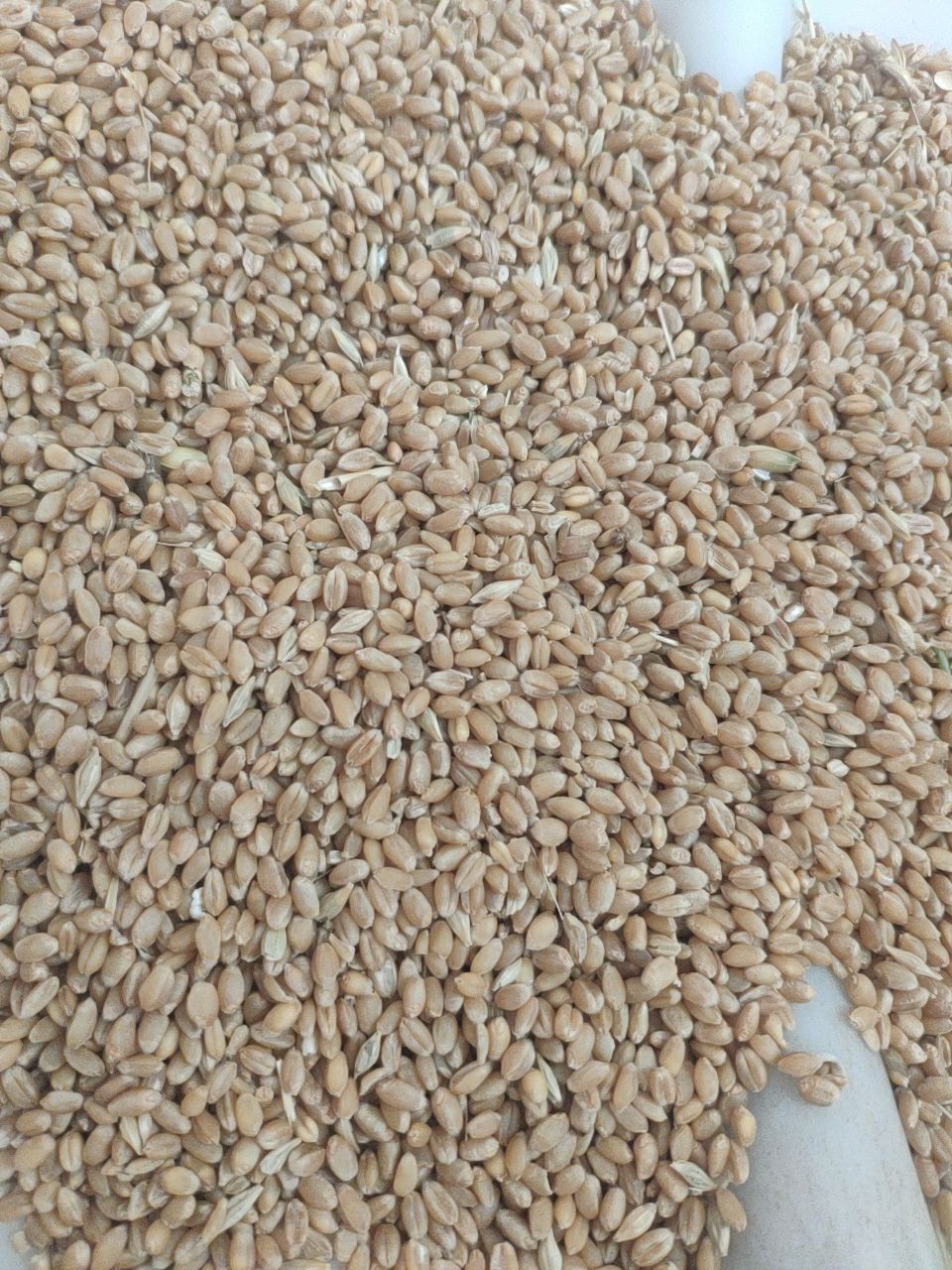 漯麦9908小麦种简介图片