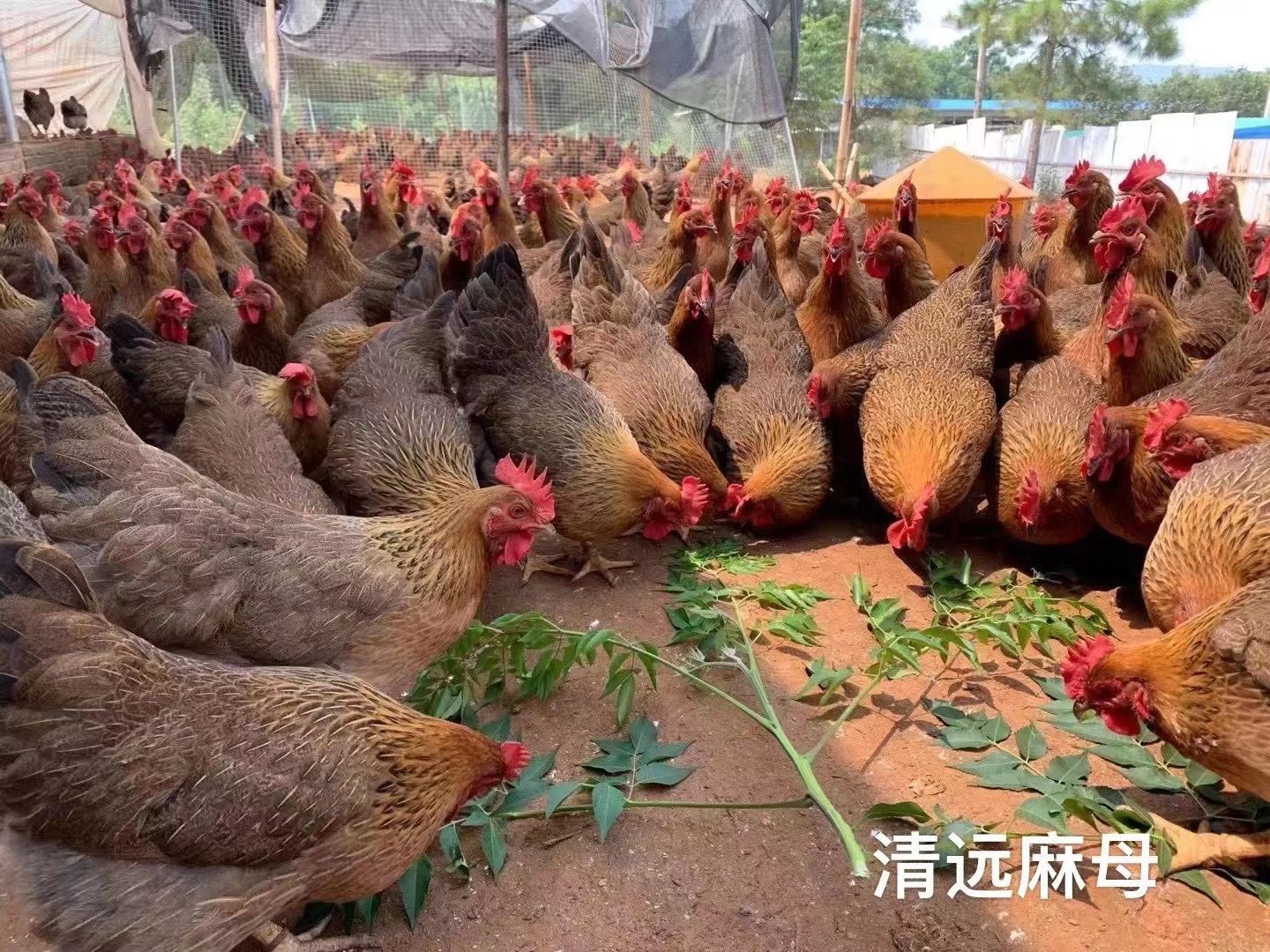 清远麻鸡苗  包打疫苗  运输包损耗   提供技术指导