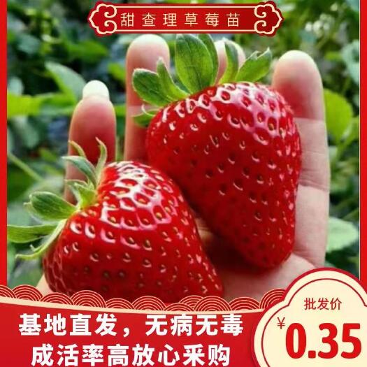 兴安县甜查理草莓苗  草莓苗，基地直发货源品质保证