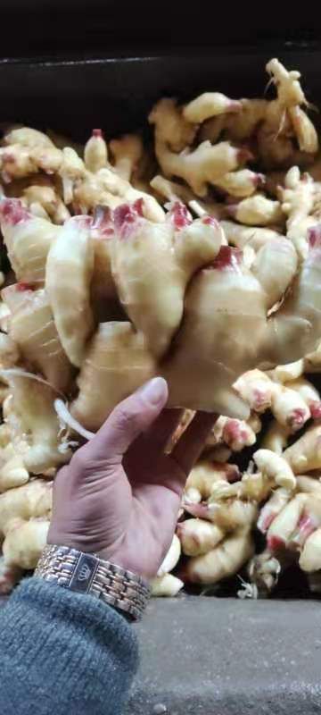 生姜  江苏生姜产地批发 日上货20万斤 货源充足保质保量