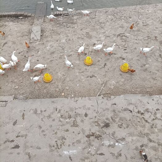 芜湖 鹅