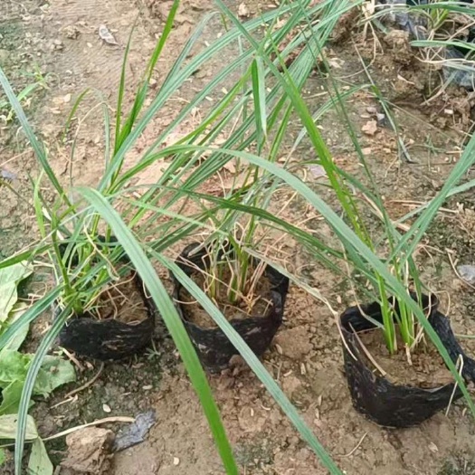 青州市狼尾草  小兔子观赏草  小兔子观赏草量大优惠  观赏草基地直销