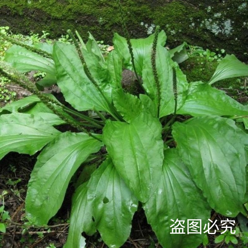 食用车前草平车前菜四季中药材车轮菜车前包邮