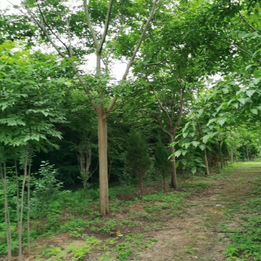宿州 栾树，南栾，黄山栾12―22公分