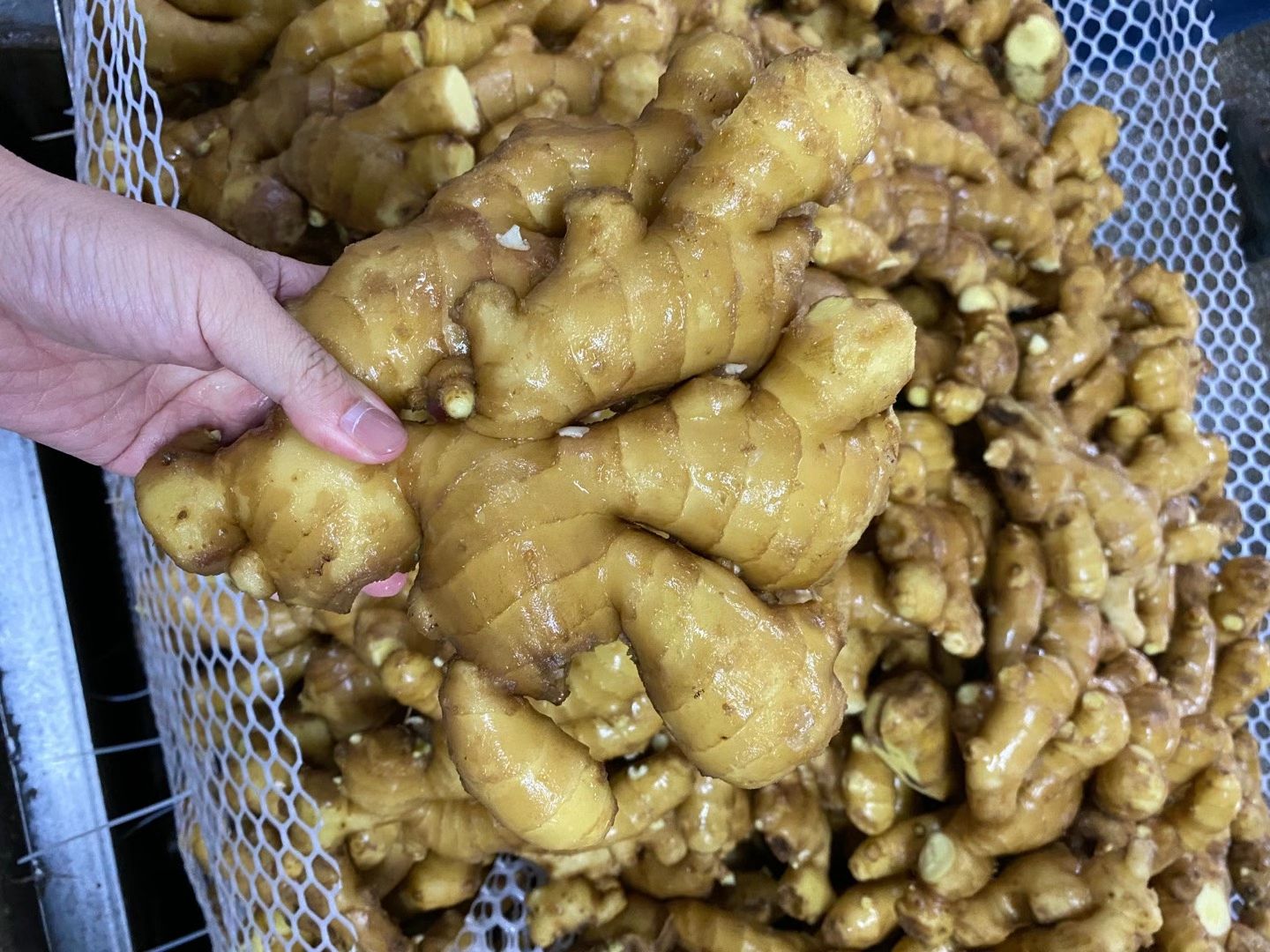 生姜  江苏生姜产地批发 日上货20万斤 货源充足保质保量