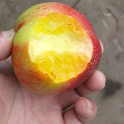 威县黄油桃 油桃，未来1号