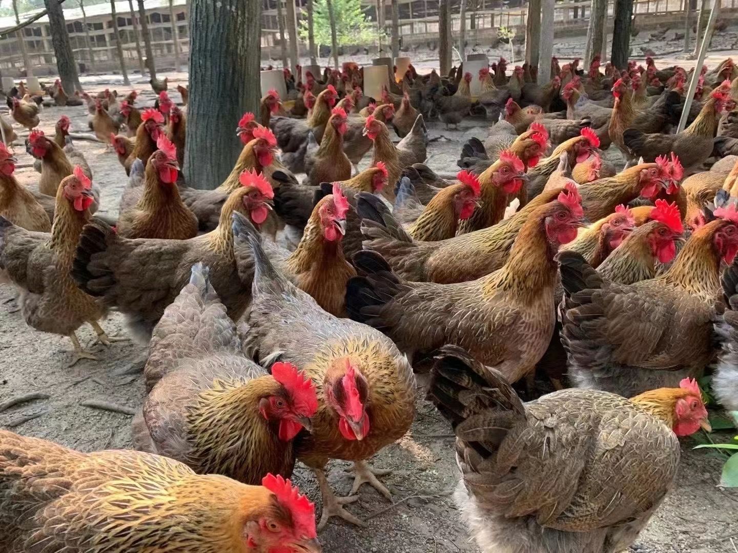 清远麻鸡苗  包打疫苗  运输包损耗   提供技术指导