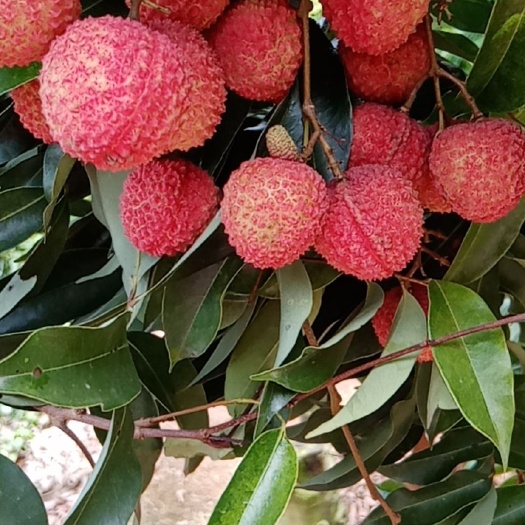 惠东县糯米糍荔枝 广东省惠州市惠东县 