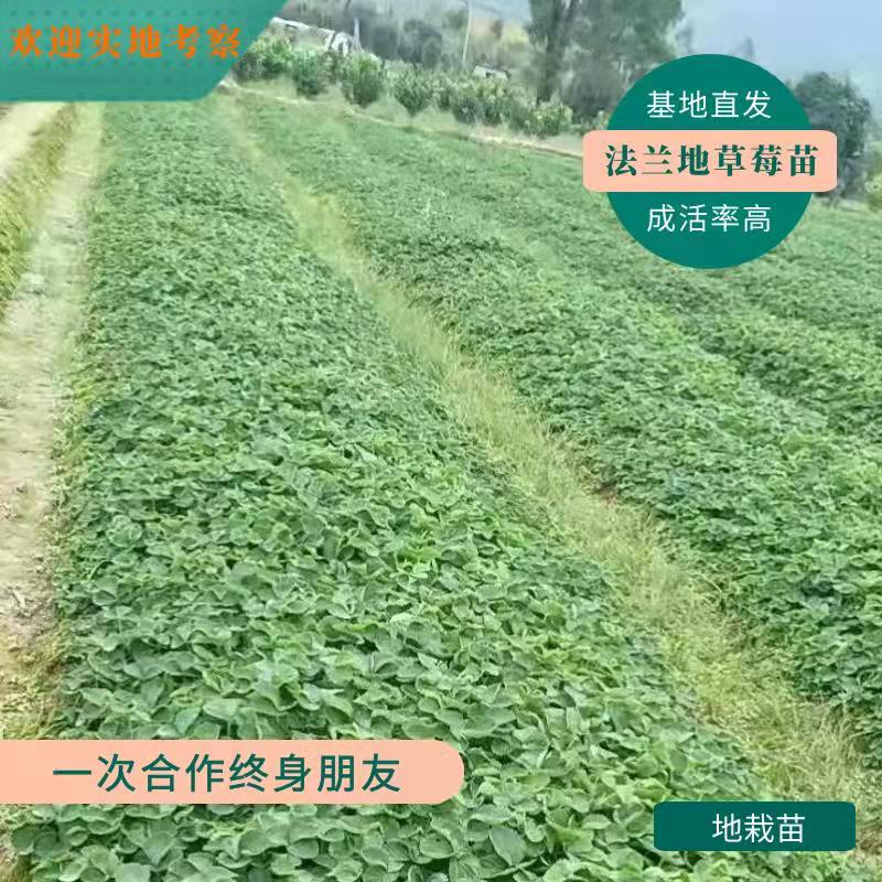 法兰地草莓苗  基地直发**无病成活率高，欢迎大家实地考察，