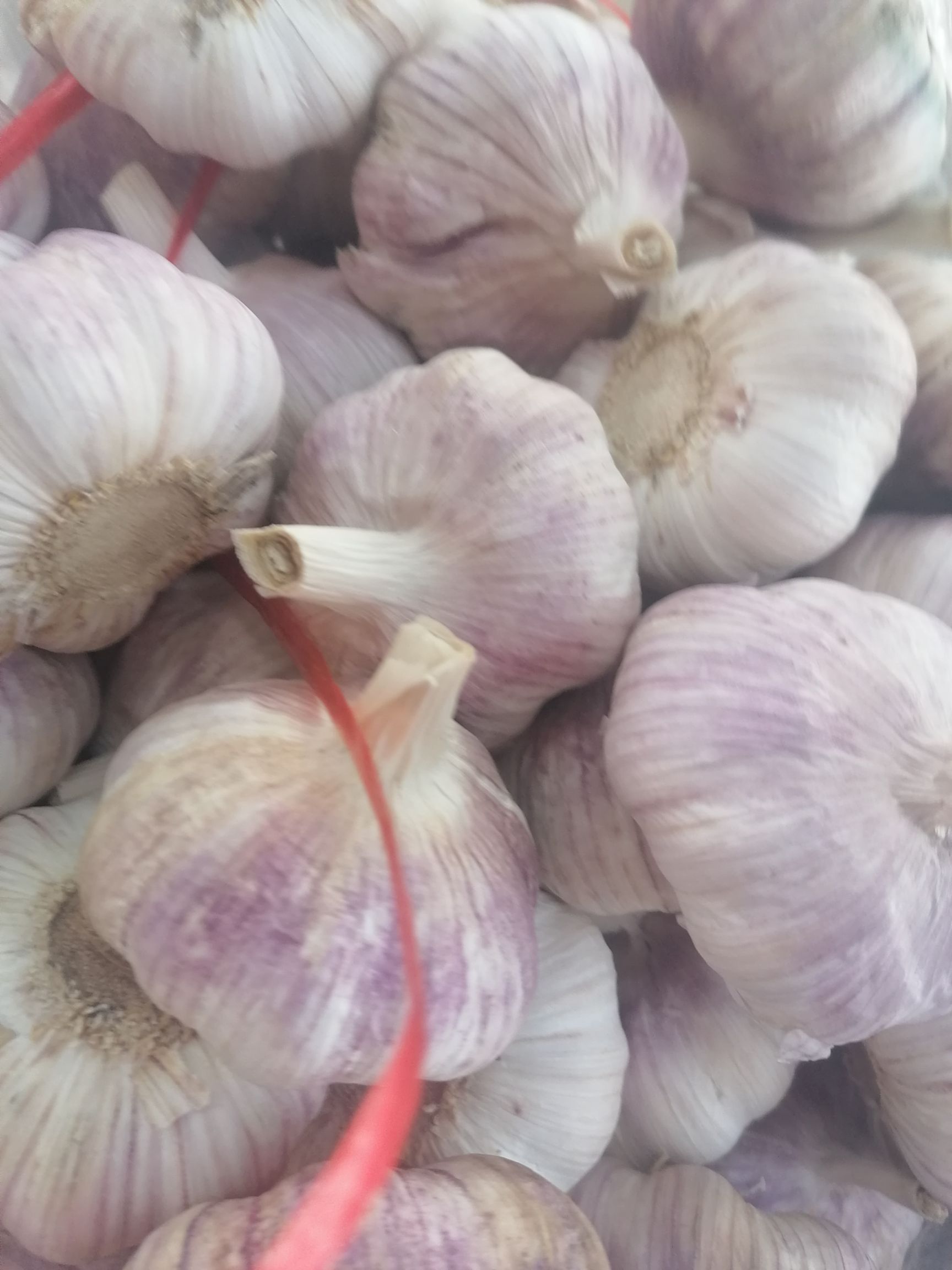 红皮蒜  邳州市大蒜净蒜红蒜，精品净蒜