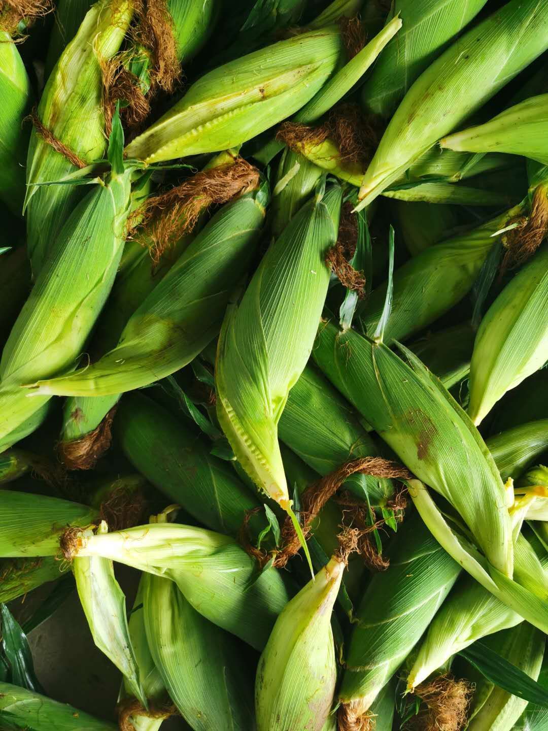 安徽省芜湖市，万亩基地水果玉米  大量上市，产地直发